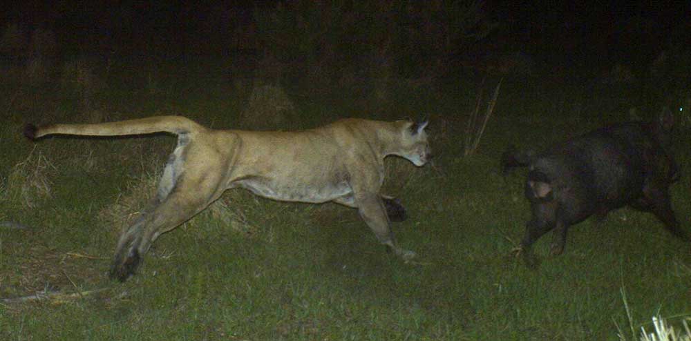 Florida Panther chasing Wild Hog