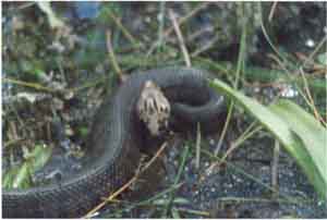 CottonMouth