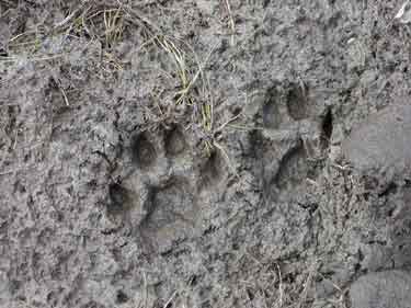 Panther Kitten Tracks - Click for larger Picture