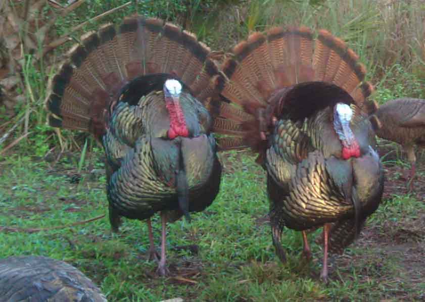 Oseolla Turkey Gobblers