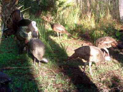 Gobbler with haram of hens.