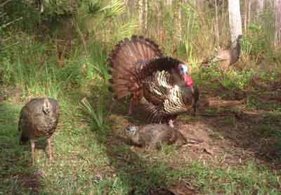 NPS Calusa Camp Temporary Gate