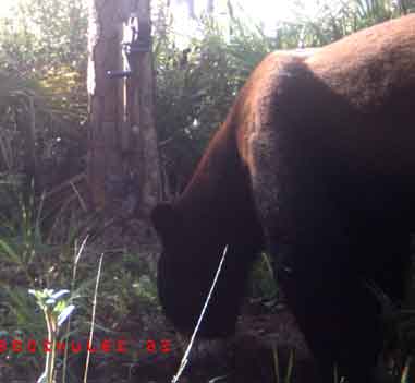 Bear at Game Feeder