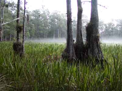 Big Cypress Pond Fog Early Morning