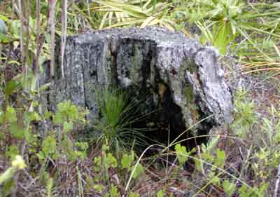 Little Pine Nurtured by Ole Grandad