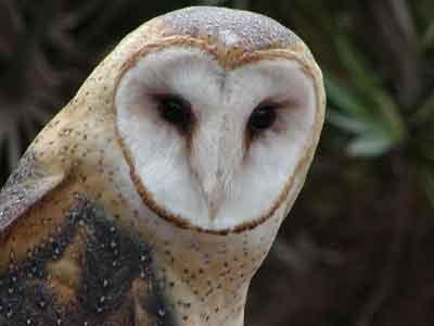 Barn Owl