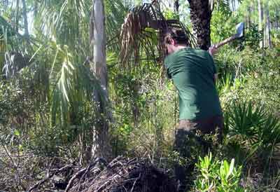 Maleluca Bites the Dust