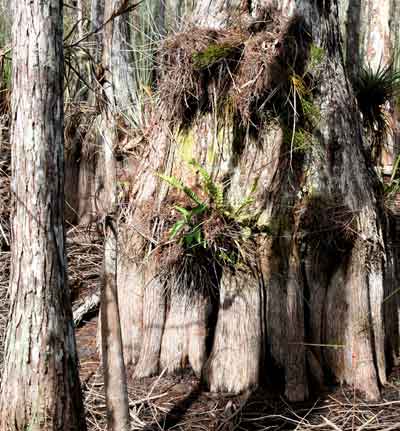 Old Cypress Tree Base