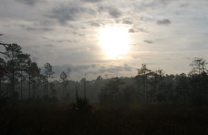 Big Cypress Light Fog Early Morning