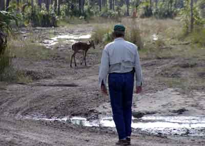 Sick Deer