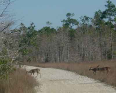 Big Cypress Swamp Deer