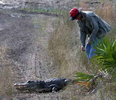 Gator in the Trail, gotta move
