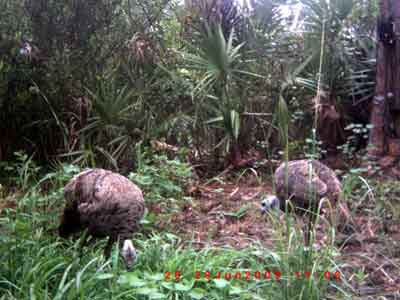 Turkeys feeding under the game feeder