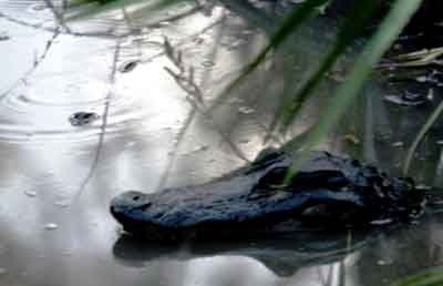 Moma Gator with Baby