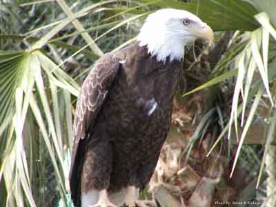 American Bald Eagle