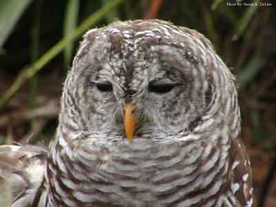 Barred Owl