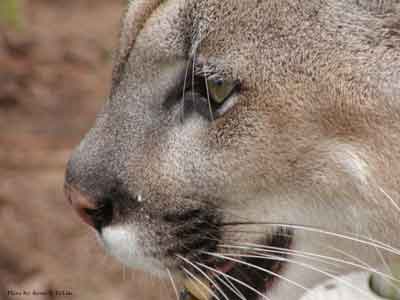 Florida Panther