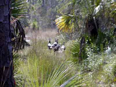Wild Turkeys