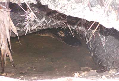 New Palmetto Gator