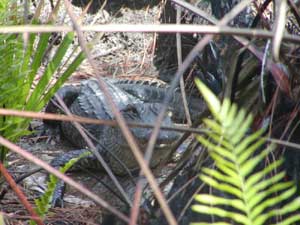 Palmetto Gator