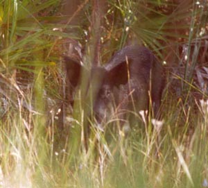 Wild Hog Sow, Sometimes they are hard to spot