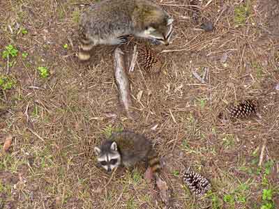 Baby Racoon and Mom
