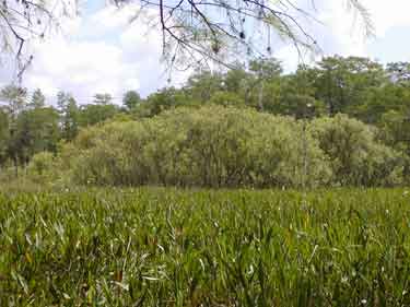 Willows in Pond Month of May