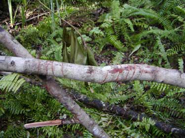 Panther claw marks on tree