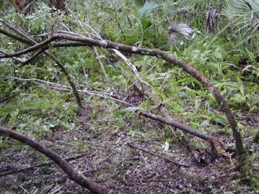 Panther scratch tree