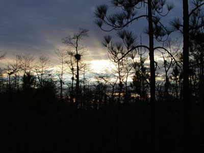 Sunrise in the Big Cypress
