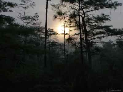 Big Cypess Swamp Foggy Morning Sunrise