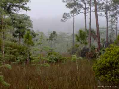 Big Cypress Foggy Tree Line