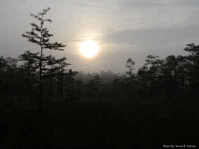 Big Cypress Early Morning Foggy Sun