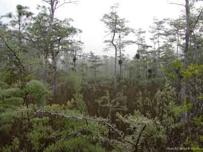Big Cypress Early Spring Morning