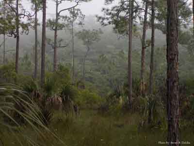 Big Cypress Dome in Foggy Haze