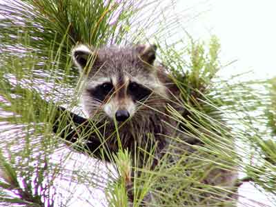 Racoon in a Tree